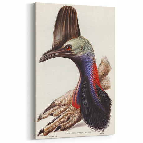 Australian Cassowary by Elizabeth Gould - Romantic Wildlife Art Print