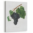 Black Canaiolo by Giorgio Gallesio - Romanticism Botanical Art Print