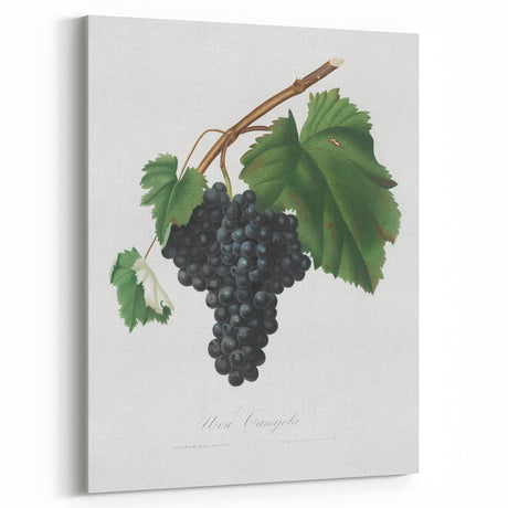 Black Canaiolo by Giorgio Gallesio - Romanticism Botanical Art Print