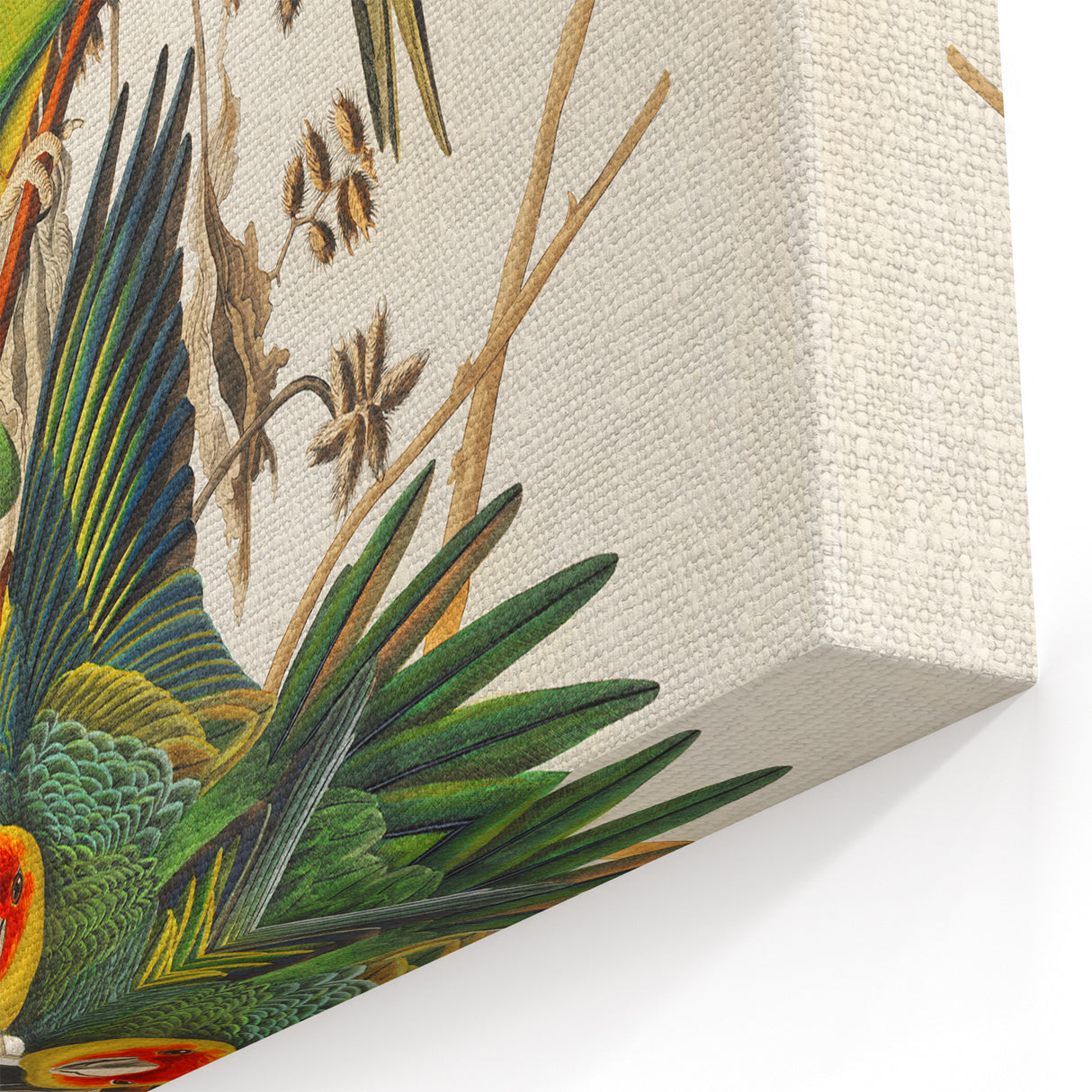 Carolina Parrot by Audubon - Romanticism Wildlife Art Print