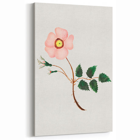 Wild Rose by Mary Altha Nims - Romanticism Botanical Art Print