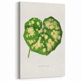 Farfugium Grande Leaf Illustration - Romanticism Botanical Art Print