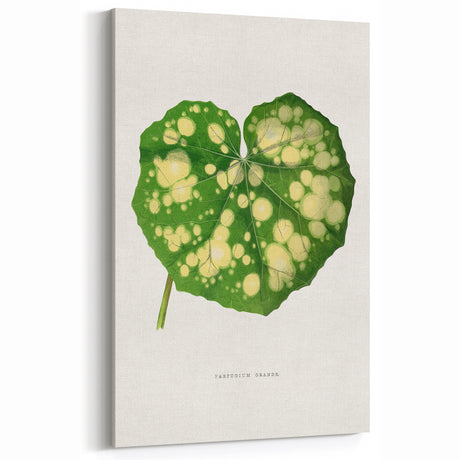 Farfugium Grande Leaf Illustration - Romanticism Botanical Art Print