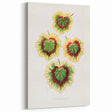 Classic Romantic Paintings: Pelargonium Zonale Art Print