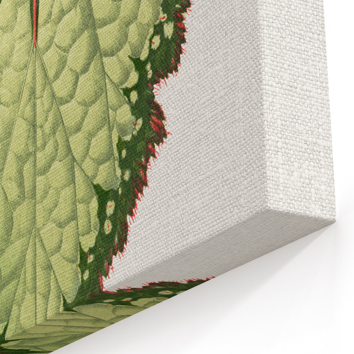 Famous Romantic Era Art: Green Begonia Rex Canvas Print