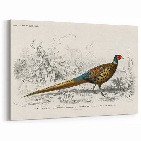Historical Romanticism Canvas: Ring-necked Pheasant Artwork