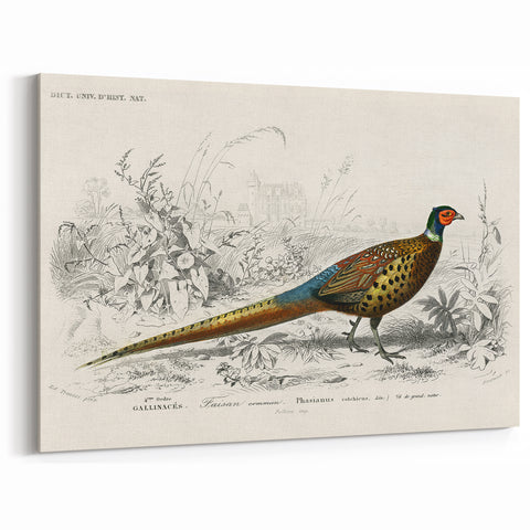 Historical Romanticism Canvas: Ring-necked Pheasant Artwork
