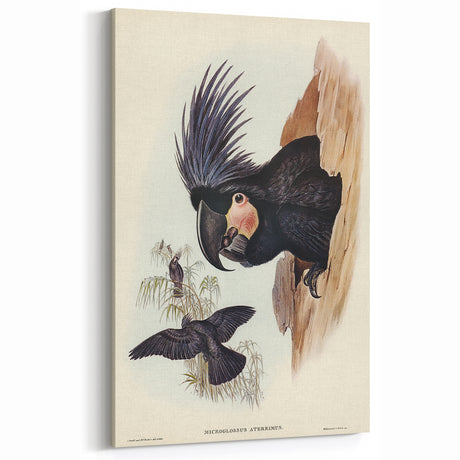 Historical Romanticism Canvas: Ring-necked Pheasant Artwork