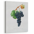 Romanticism Art: Grape Spanna Botanical Illustration
