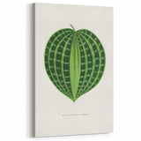 Romanticism Art: Dichorisandra Undata Botanical Illustration