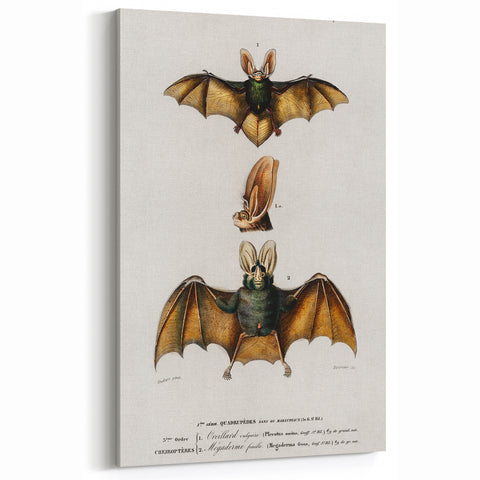 Romanticism Art: Plecotus Bat Scientific Illustration