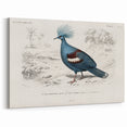 Romanticism Art: Crowned Pigeon (Goura) Illustration
