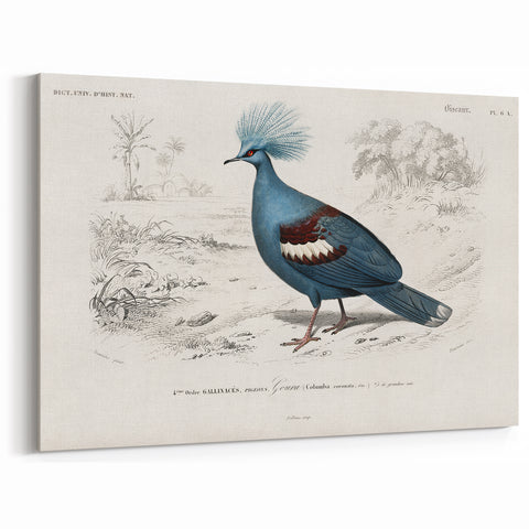 Romanticism Art: Crowned Pigeon (Goura) Illustration