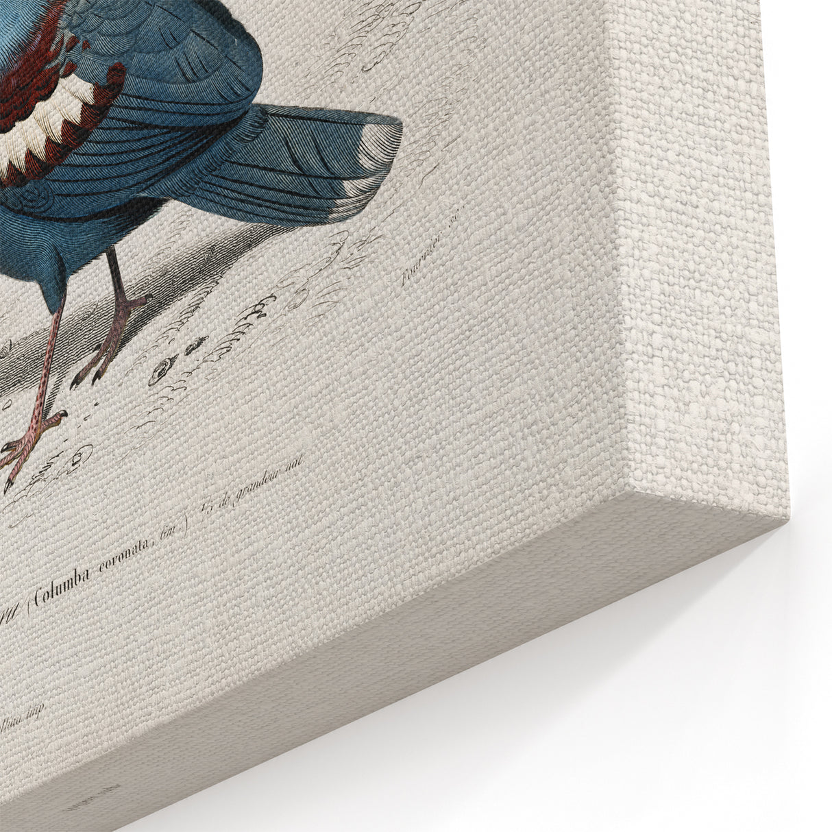 Romanticism Art: Crowned Pigeon (Goura) Illustration