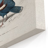 Romanticism Art: Crowned Pigeon (Goura) Illustration