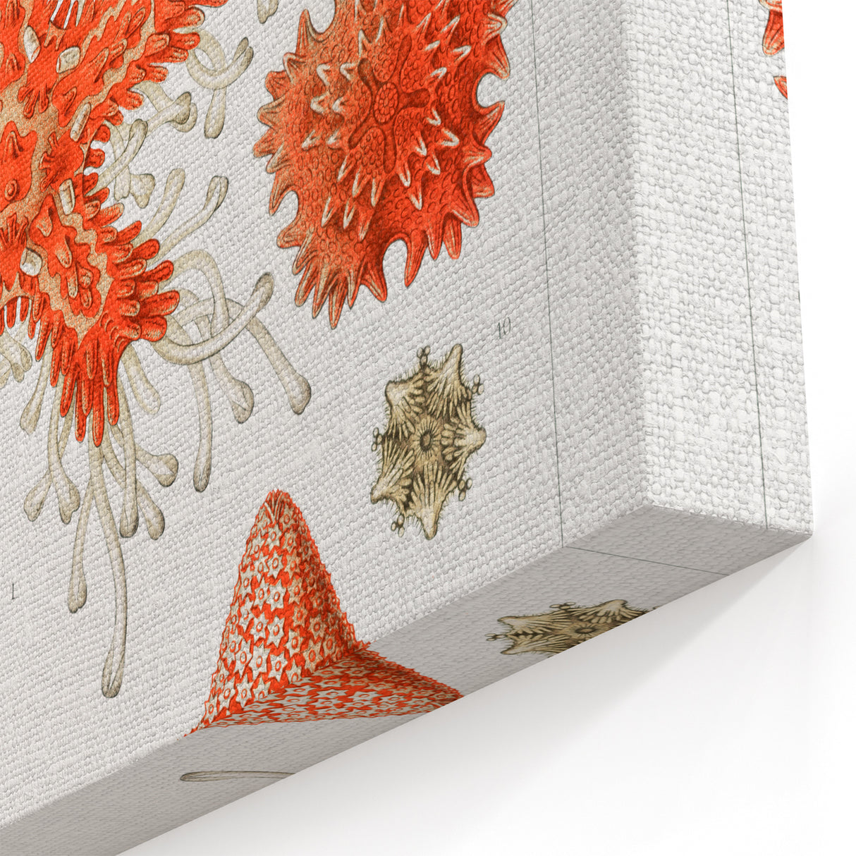 Modern Wall Art: Asteridea Design in Vibrant Coral Tones