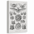 Modern Wall Art: Chiroptera Study - Contemporary Nature Print