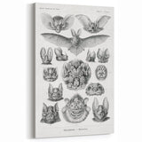 Modern Wall Art: Chiroptera Study - Contemporary Nature Print