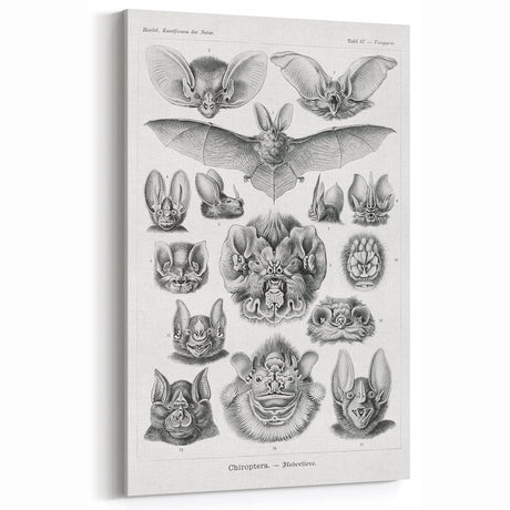 Modern Wall Art: Chiroptera Study - Contemporary Nature Print