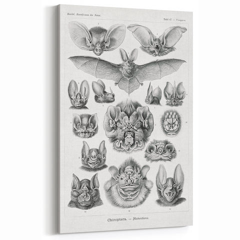Modern Wall Art: Chiroptera Study - Contemporary Nature Print