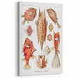 Modern Wall Art: Boxfish Study - Vibrant Marine Life Print