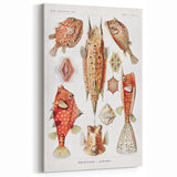 Modern Wall Art: Boxfish Study - Vibrant Marine Life Print