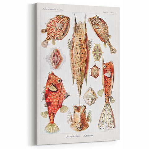 Modern Wall Art: Boxfish Study - Vibrant Marine Life Print