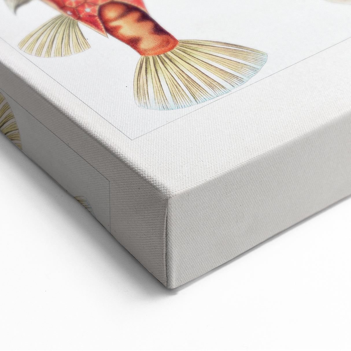 Modern Wall Art: Boxfish Study - Vibrant Marine Life Print