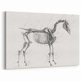 Modern Wall Art – Anatomical Art of Horse Skeleton