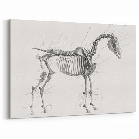Modern Wall Art – Anatomical Art of Horse Skeleton