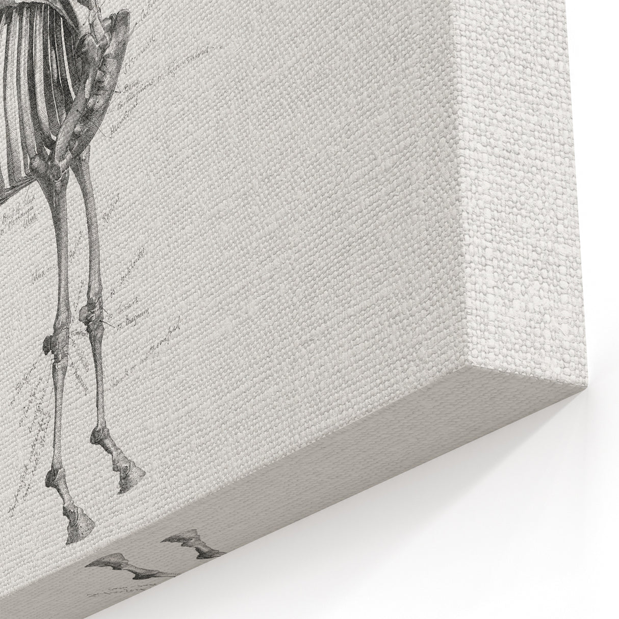 Modern Wall Art – Anatomical Art of Horse Skeleton