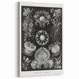 Modern Wall Art - Ernst Haeckel’s Ascomycetes Illustration