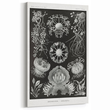 Modern Wall Art - Ernst Haeckel’s Ascomycetes Illustration