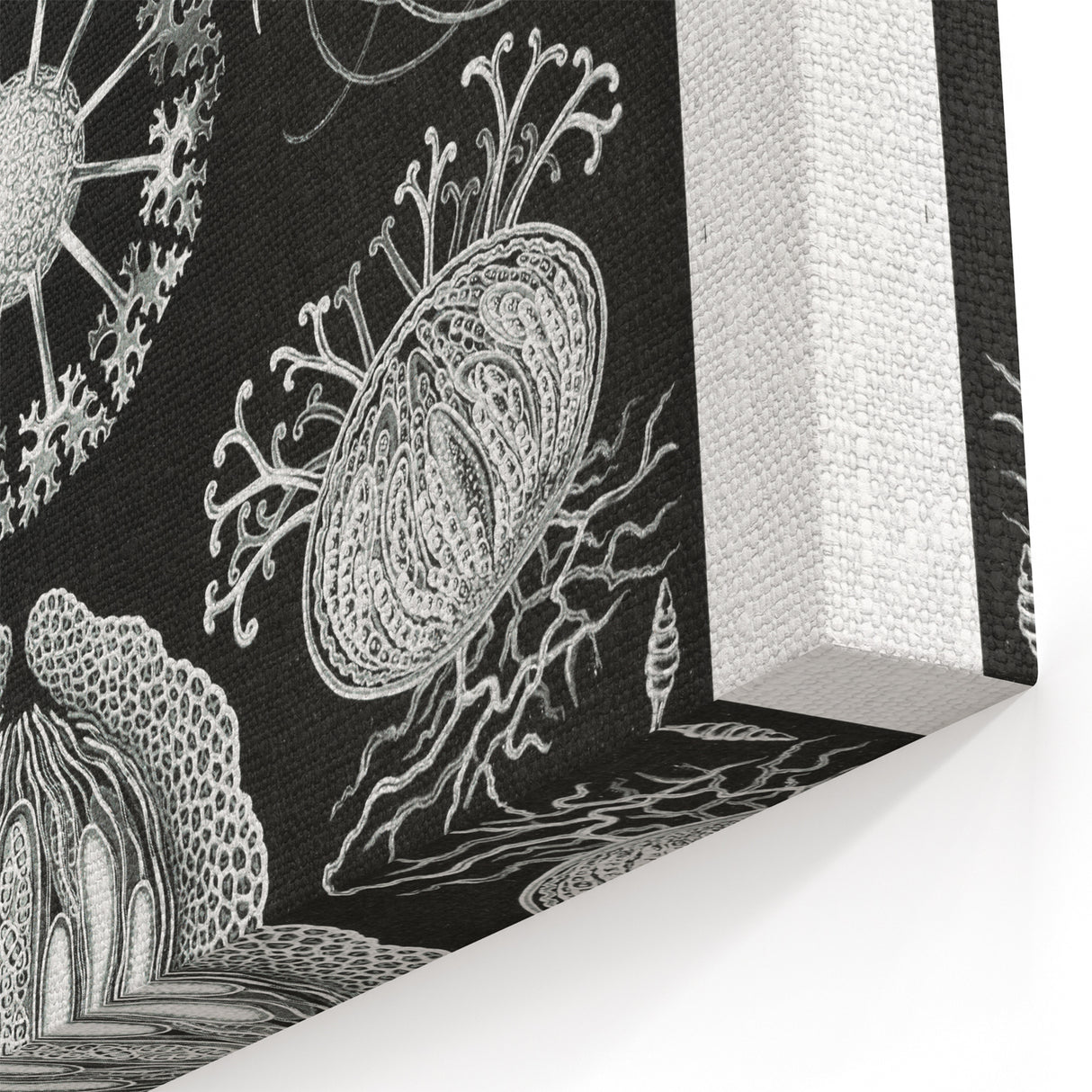 Modern Wall Art - Ernst Haeckel’s Ascomycetes Illustration