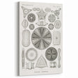 Modern Wall Art - Ernst Haeckel’s Diatomea Illustration Print