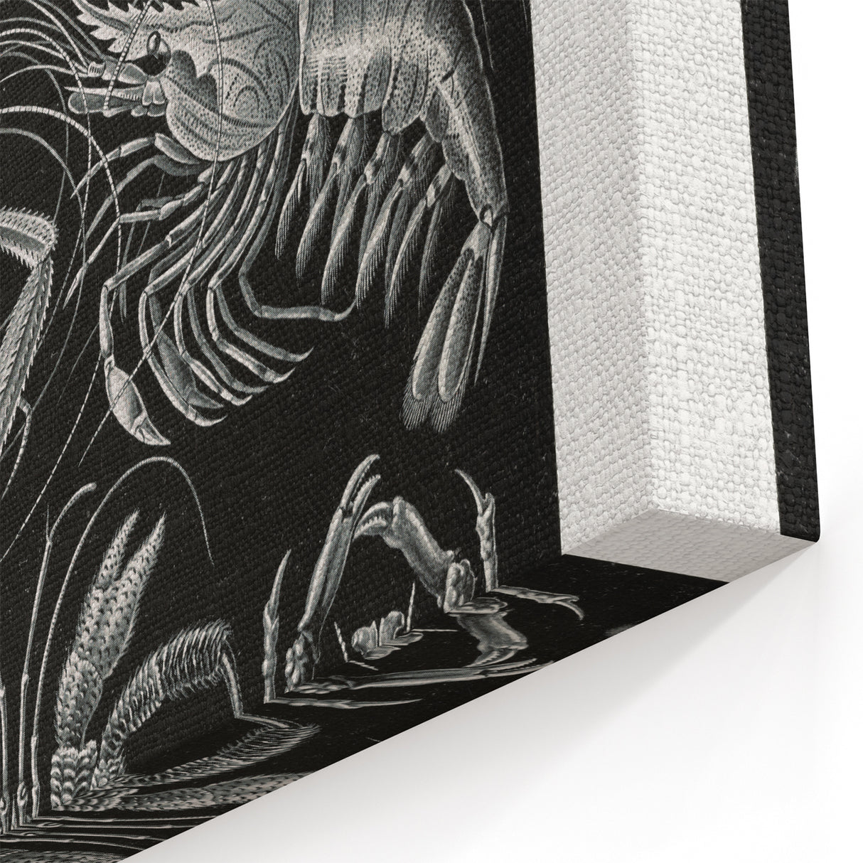 Modern Wall Art - Ernst Haeckel’s Decapoda Illustration Print