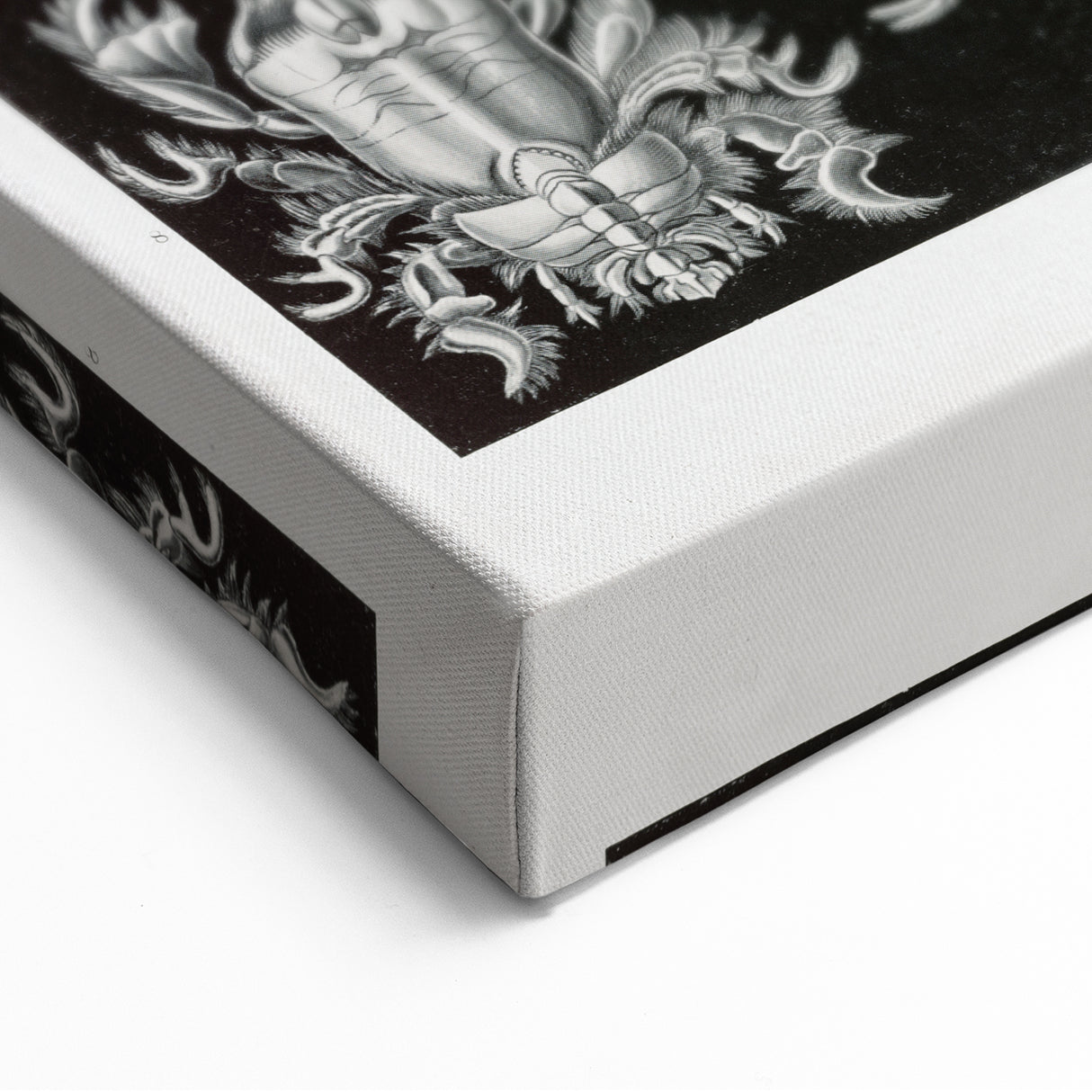 Modern Wall Art - Ernst Haeckel’s Decapoda Illustration Print