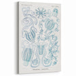 Modern Marine-Inspired Wall Art – Abstract Ctenophore Design