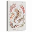 Modern Marine Wall Art – Ernst Haeckel’s "Nudibranchia" Illustration