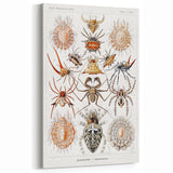 Modern Wall Art: Intricate Arachnid Illustration by Ernst Haeckel
