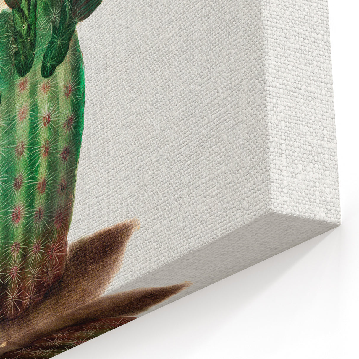 Modern Wall Art: Vibrant Rainbow Cactus Illustration with Pink Blooms