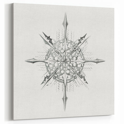 Modern Wall Art – Intricate Vintage Marine Life Illustration