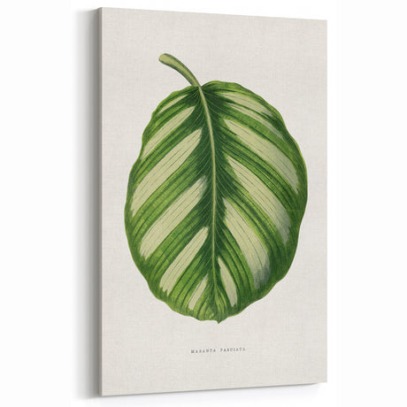 Romanticism Art - Green Maranta Fasciata Leaf Illustration