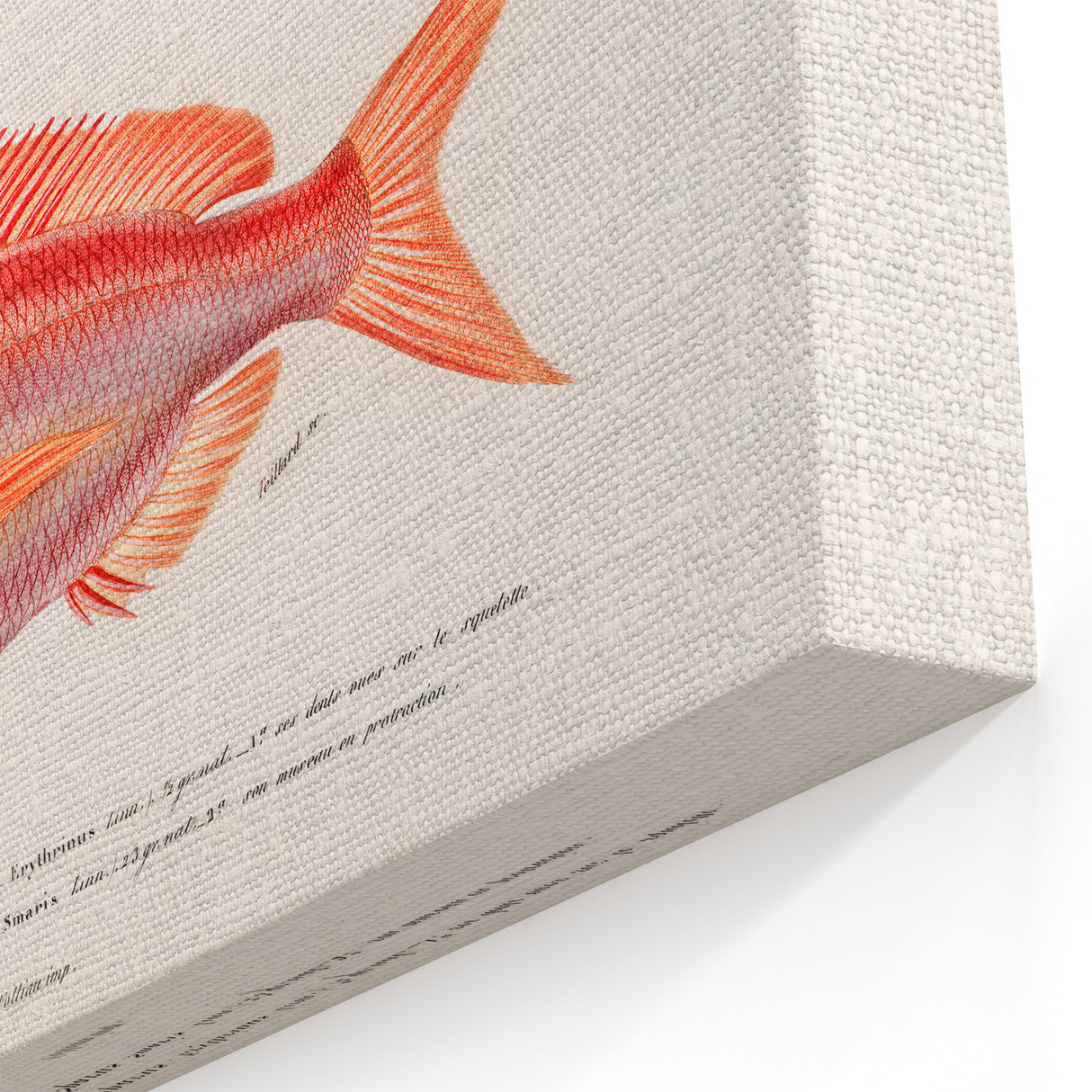 Romanticism Art - Illustrated Fishes by Charles Dessalines d'Orbigny
