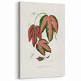 Romanticism Art - Passiflora Trifasciata Leaf Illustration