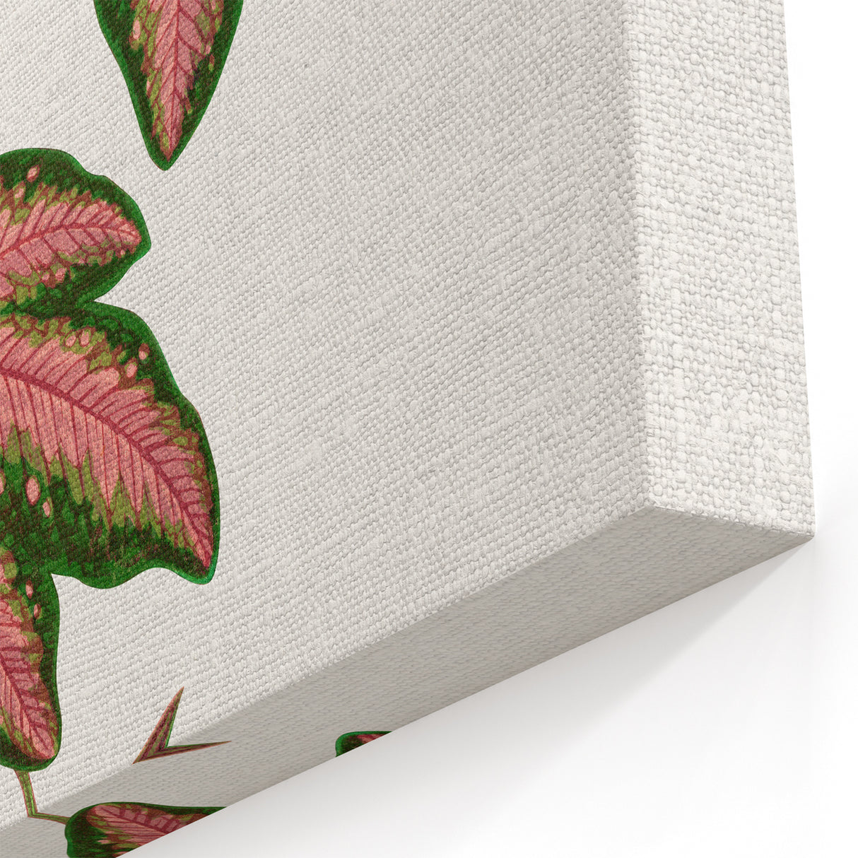 Romanticism Art - Passiflora Trifasciata Leaf Illustration
