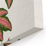 Romanticism Art - Passiflora Trifasciata Leaf Illustration