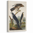 Romanticism Art: Goshawks and Stanley Hawks - Historical Romantic Canvas