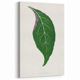 Romanticism Art: Green Adelaster Leaf - Historical Romantic Print