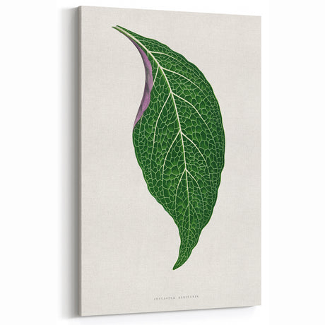 Romanticism Art: Green Adelaster Leaf - Historical Romantic Print